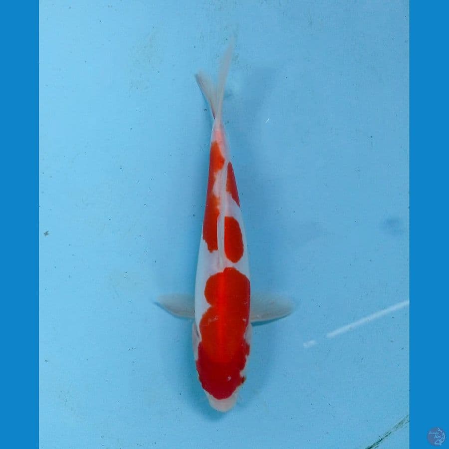 kohaku doit 18cm