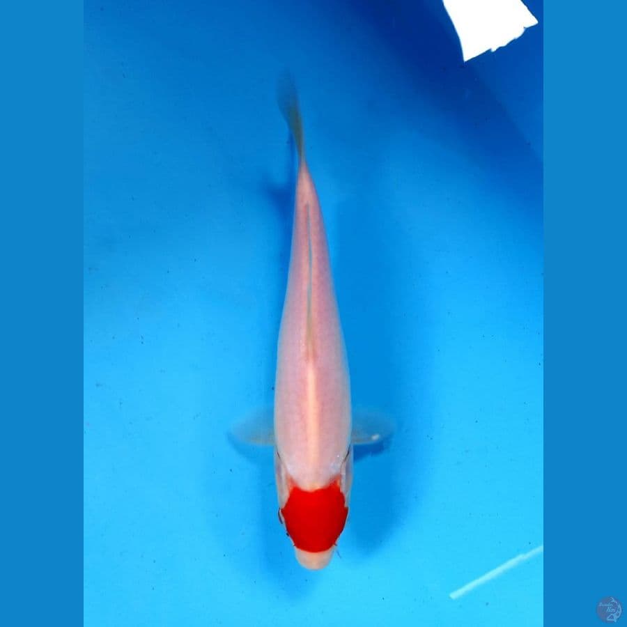 tancho 22cm