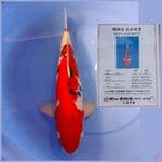 dainichi sanke 47cm