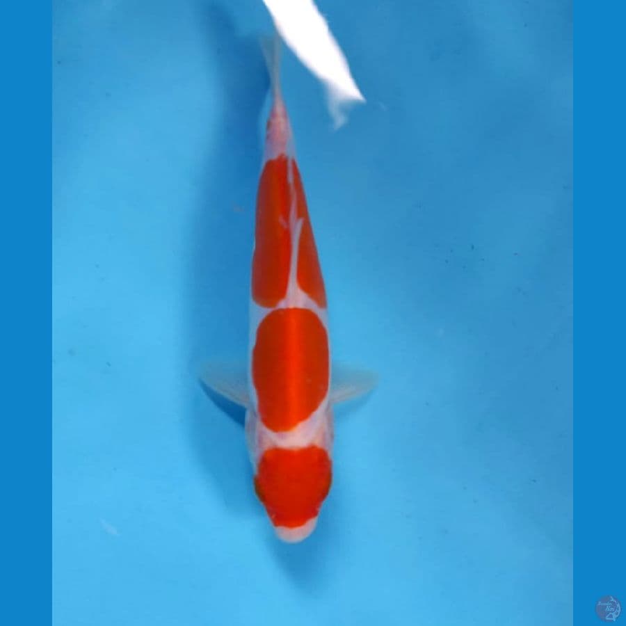 kohaku doit 17cm