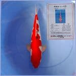 dainichi sanke 45cm
