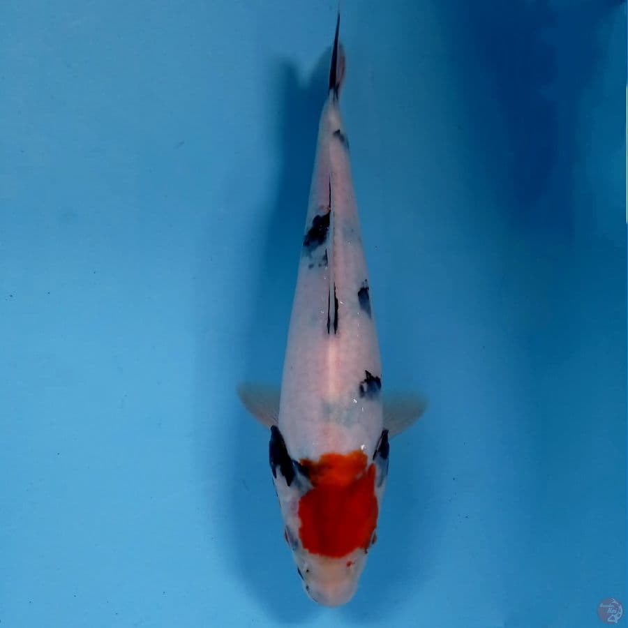 tancho showa, 27 cm