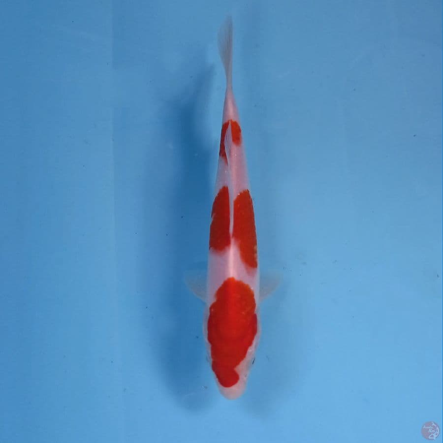 kohaku, 19 cm