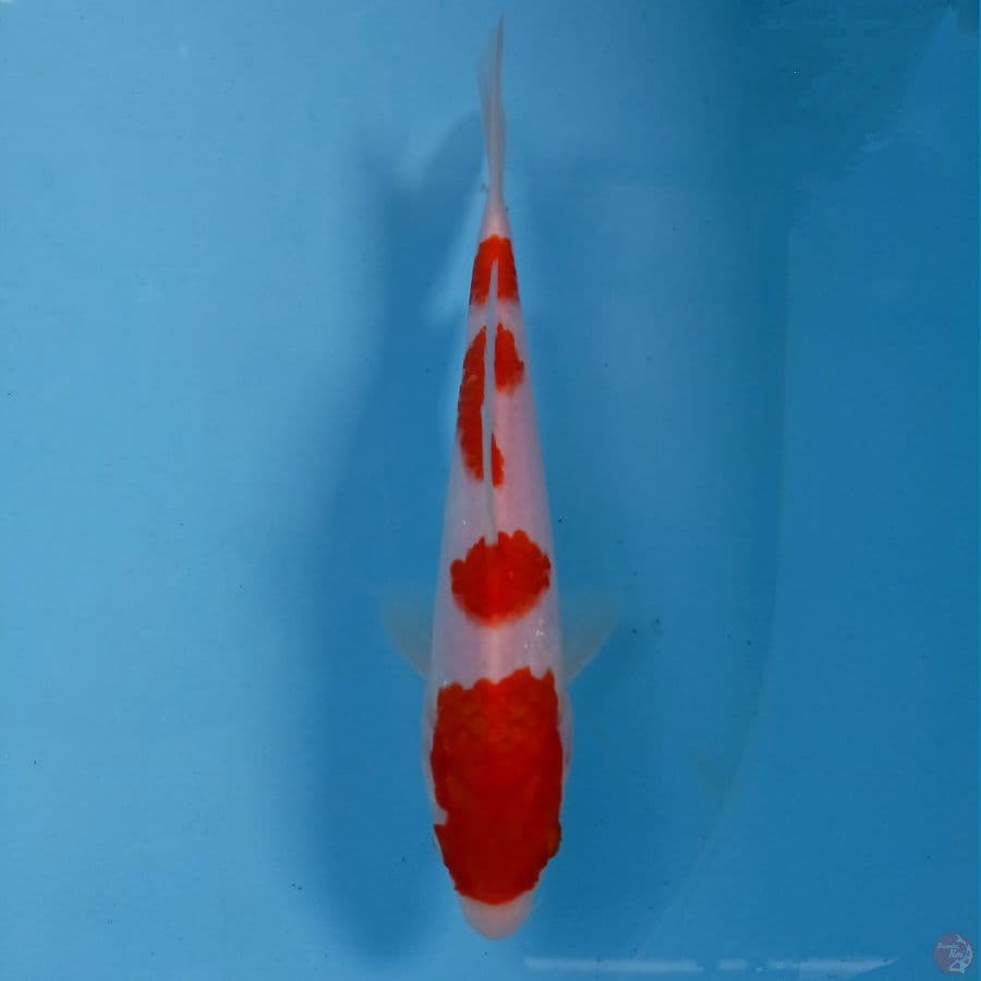 kohaku, 20 cm