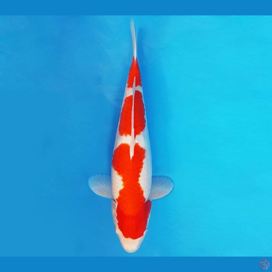 SATANIC 3 ~ KOHAKU 40 cm/fm ™