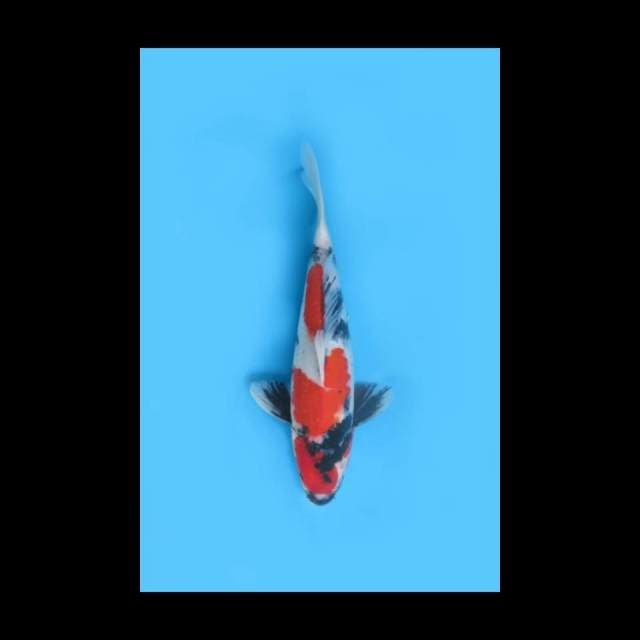 (34cm) RED ORIGINAL SHOWA - TOSAI