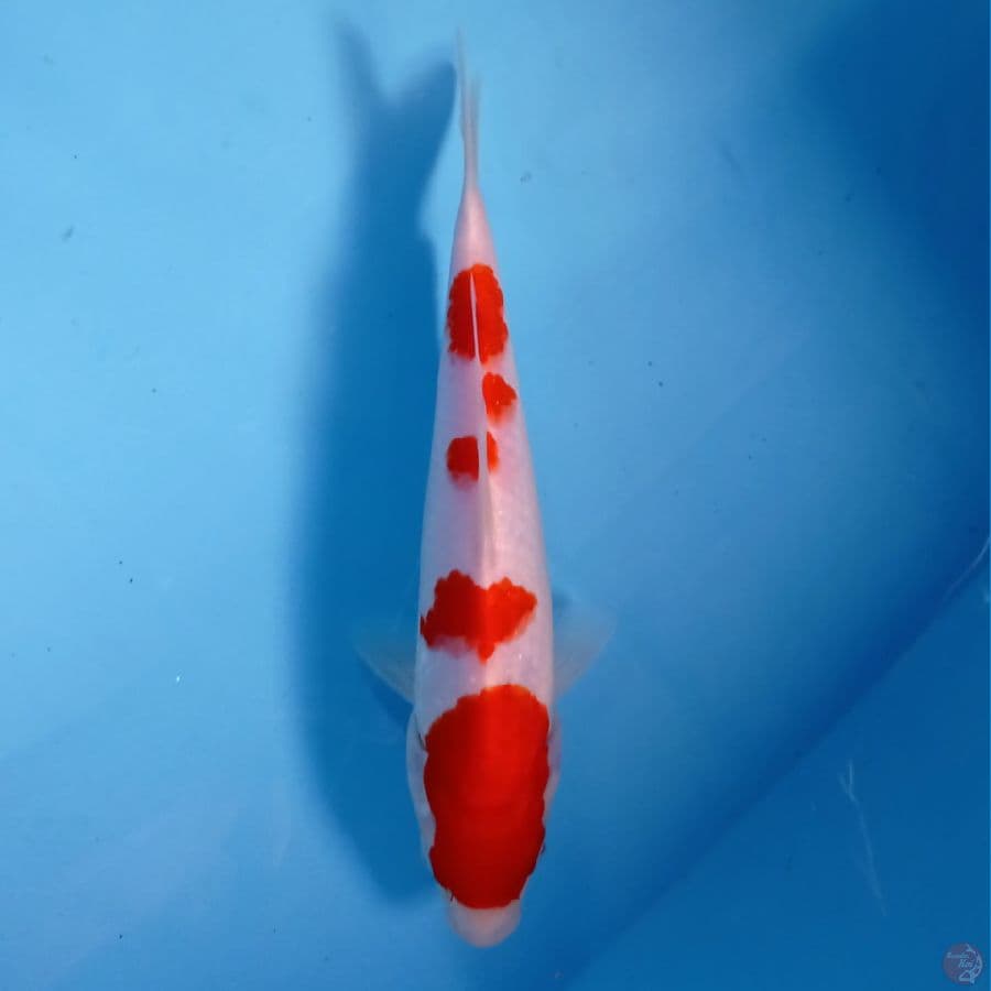 kohaku, 23 cm