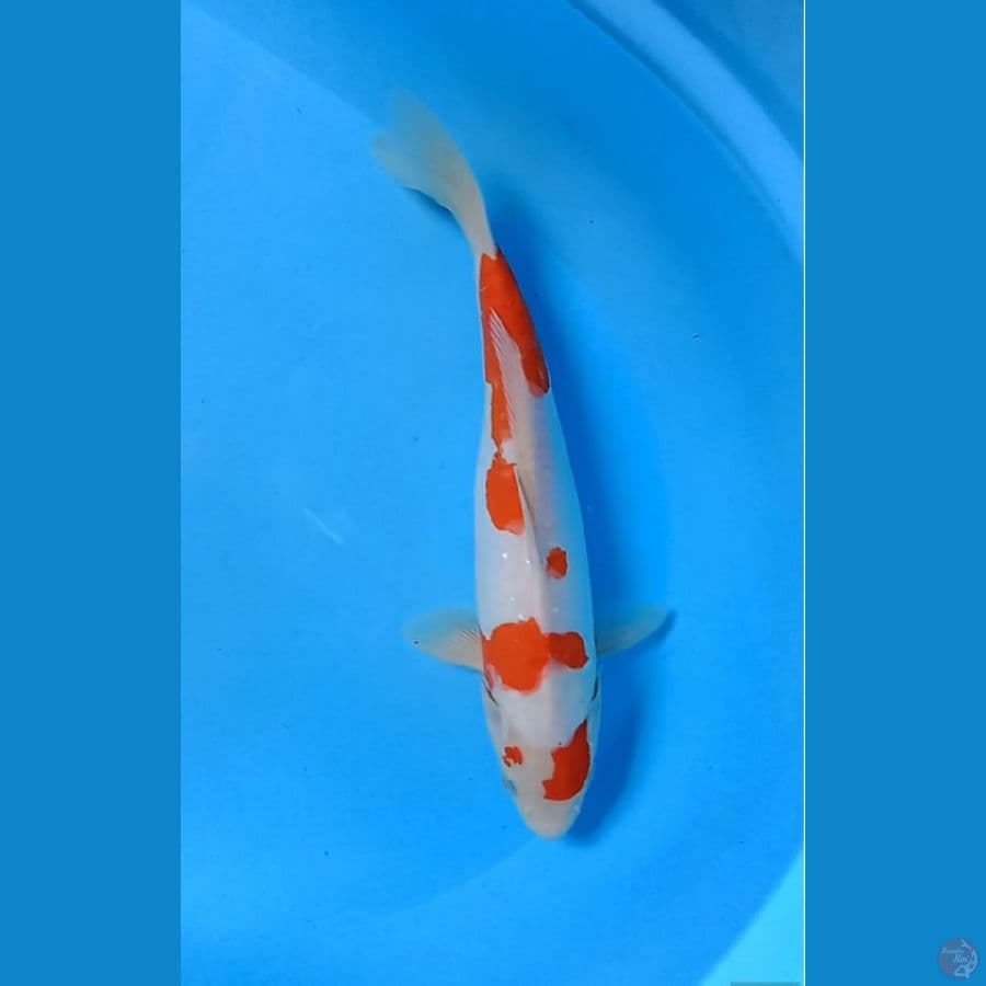 Kohaku doitsu