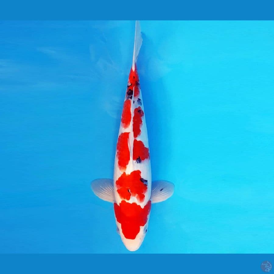 SATANIC 5 ~ SANKE 35 cm/male ™