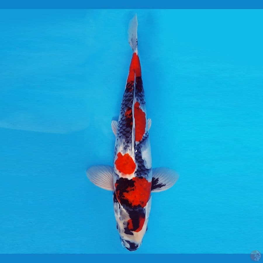 SATANIC 6 ~ SHOWA EVOLUTION 35 cm/male ™