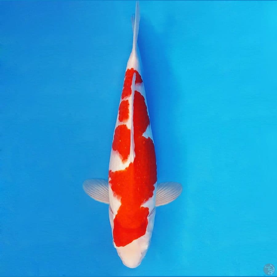SATANIC 8 ~ KOHAKU 37 cm/fm ™