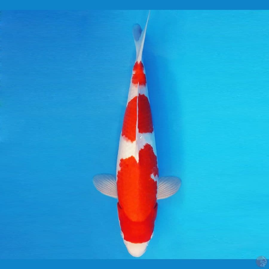 SATANIC 15 ~ KOHAKU 3 STEPS 39 cm/male ™