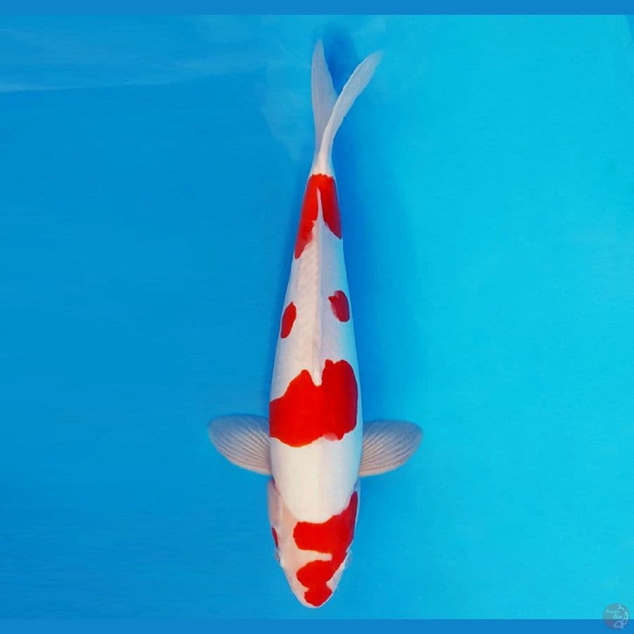 SATANIC 16 ~ KOHAKU DOITSU 37 cm/male ™
