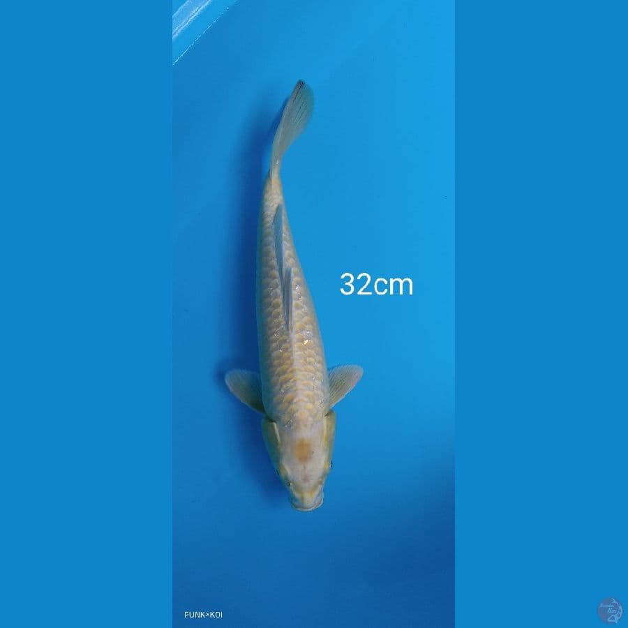 Ogon - 32cm