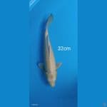 Ogon - 32cm