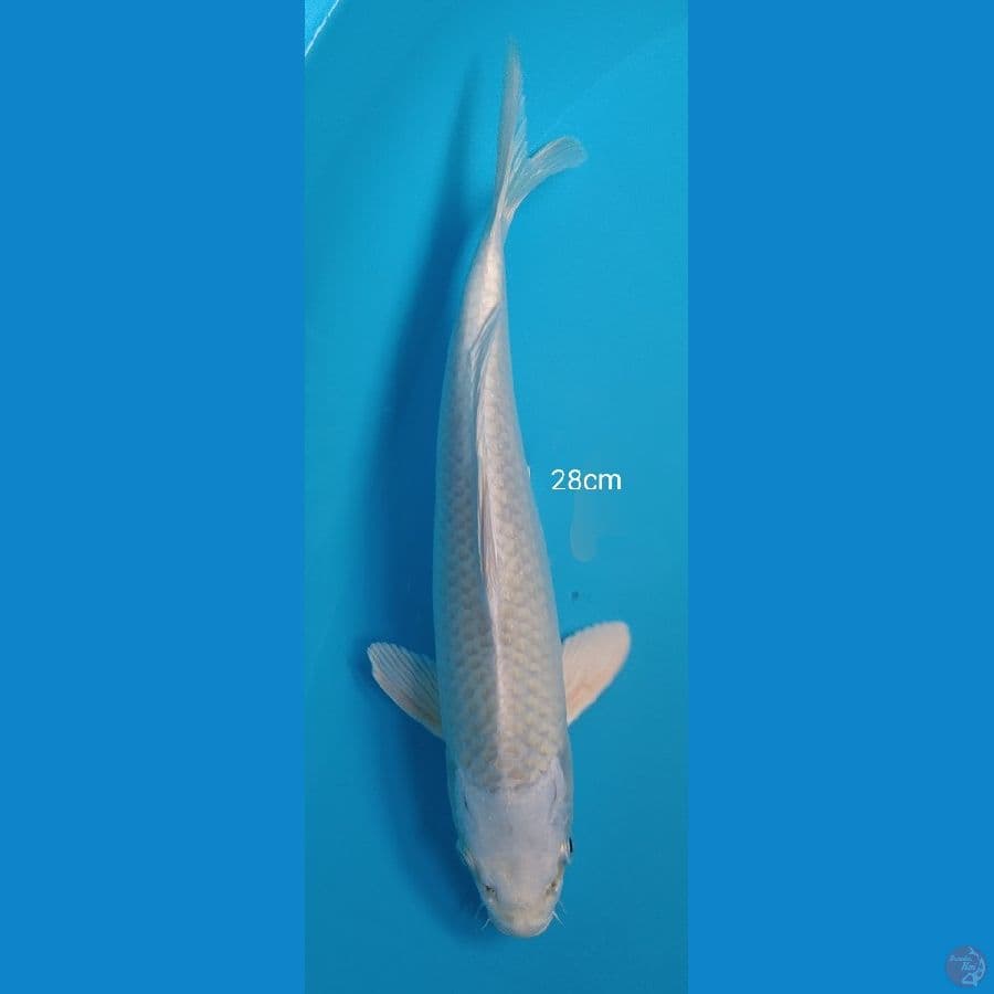 Platinum - 28cm