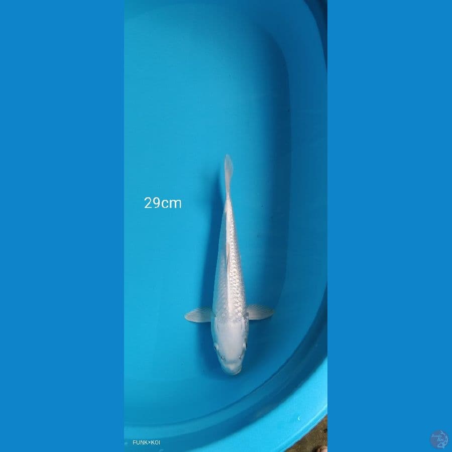 Platinum Ginrin - 29cm