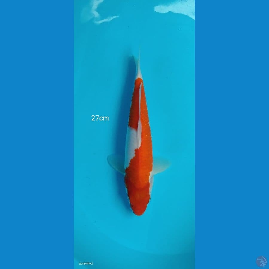 Kohaku - 27cm