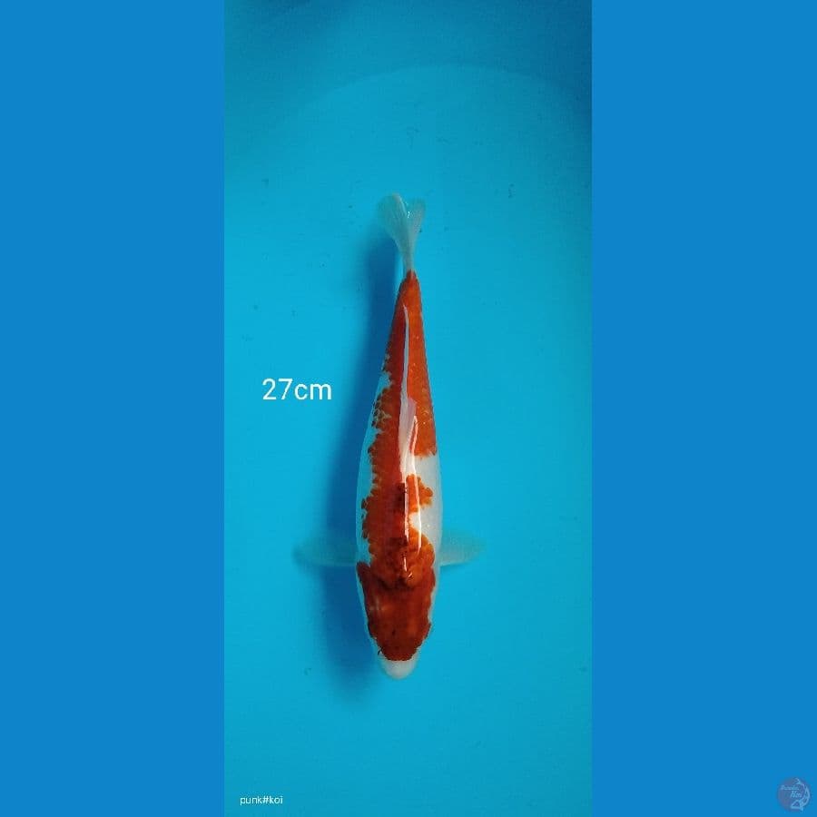 Kohaku - 27cm