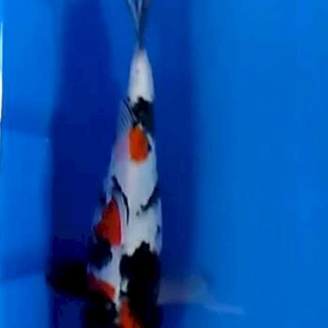 Showa 30 cm