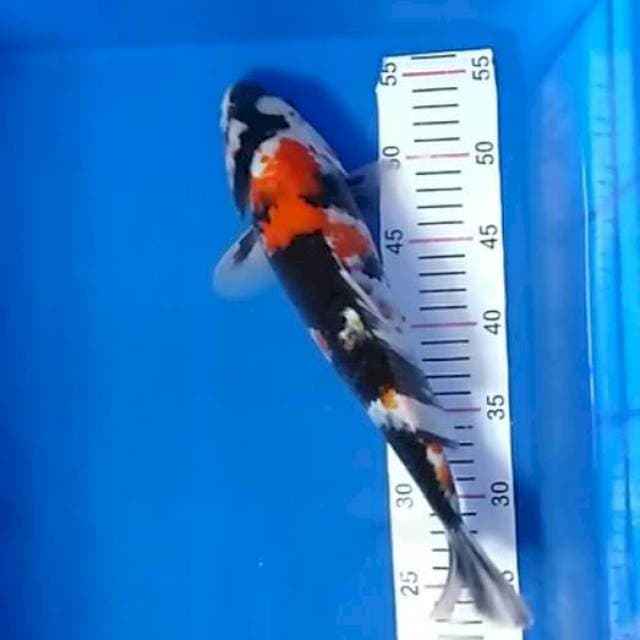 Showa 33 cm