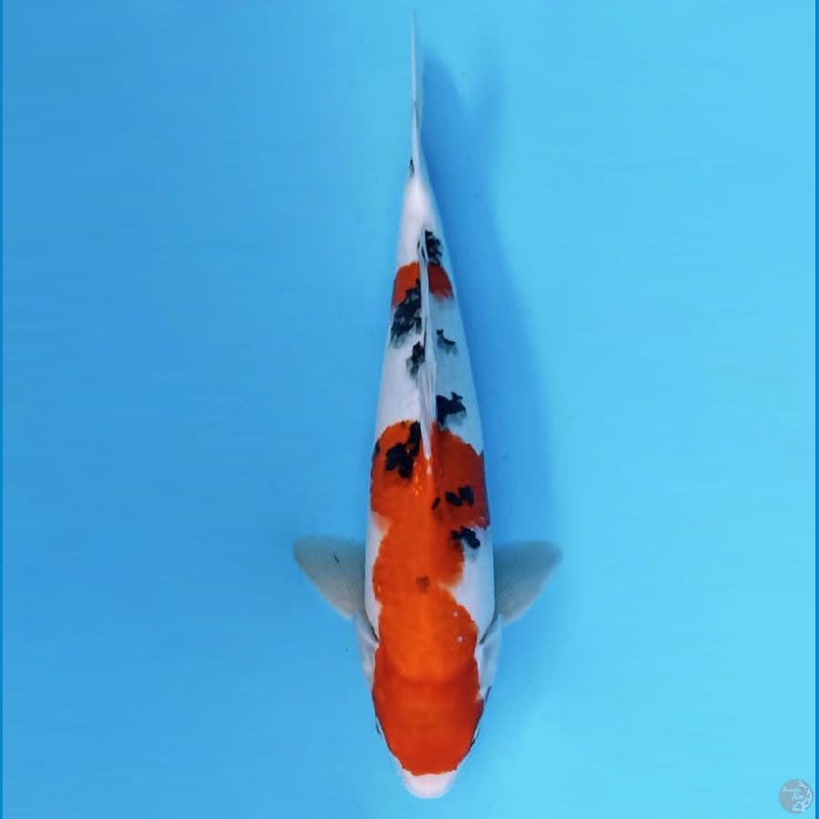 2.TAISHO SANKE 34 CM / FML