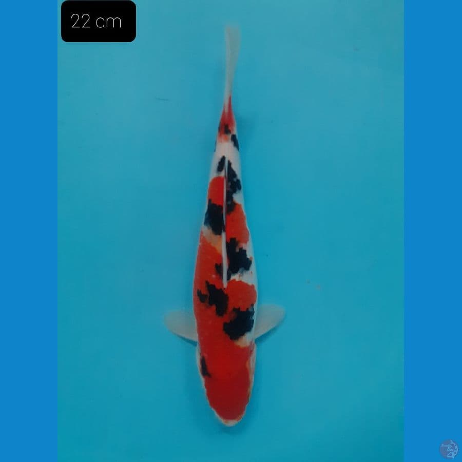 Sanke 22 cm 