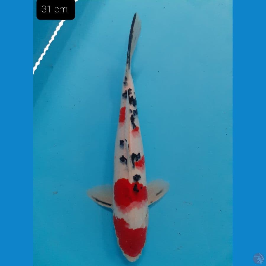 Sanke 31 cm