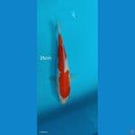Kohaku - 26cm