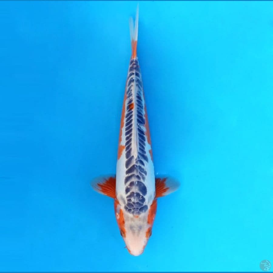 6.SHUSUI 30 CM / ML