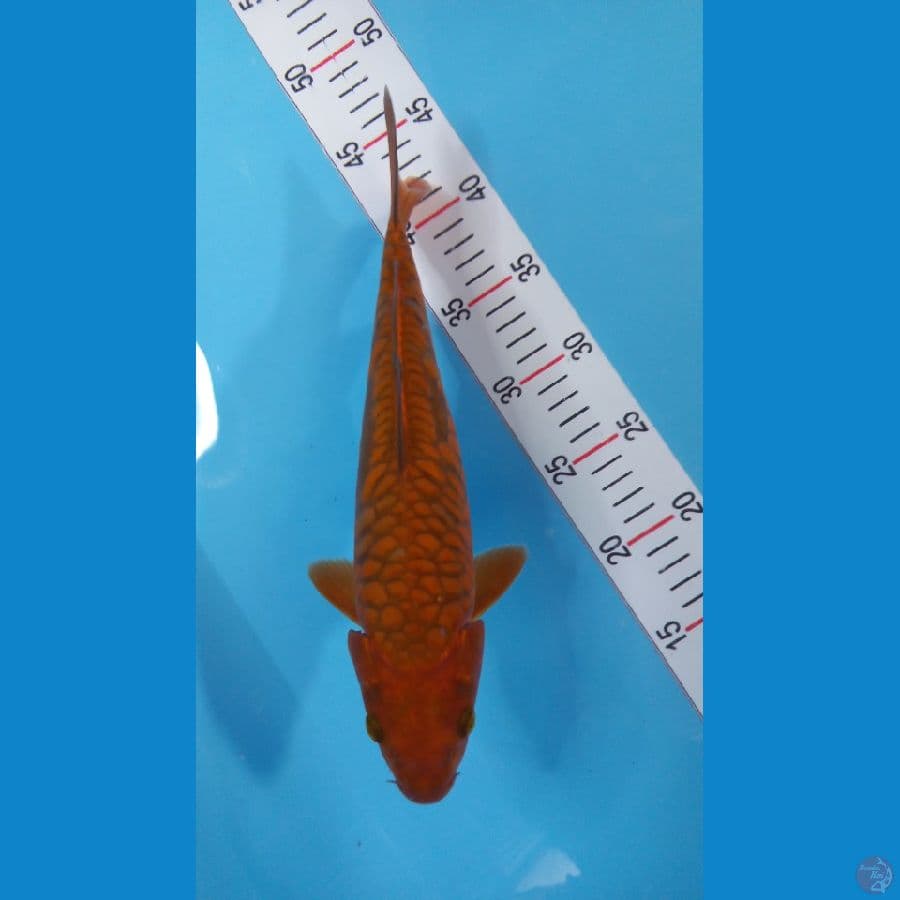 cagoi 32cm tembaga