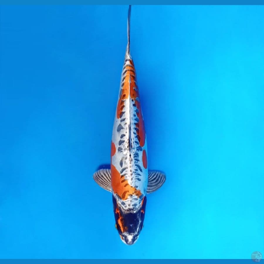 7.KIKOKURYU 32 CM / FML