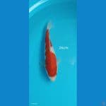 Kohaku - 26cm