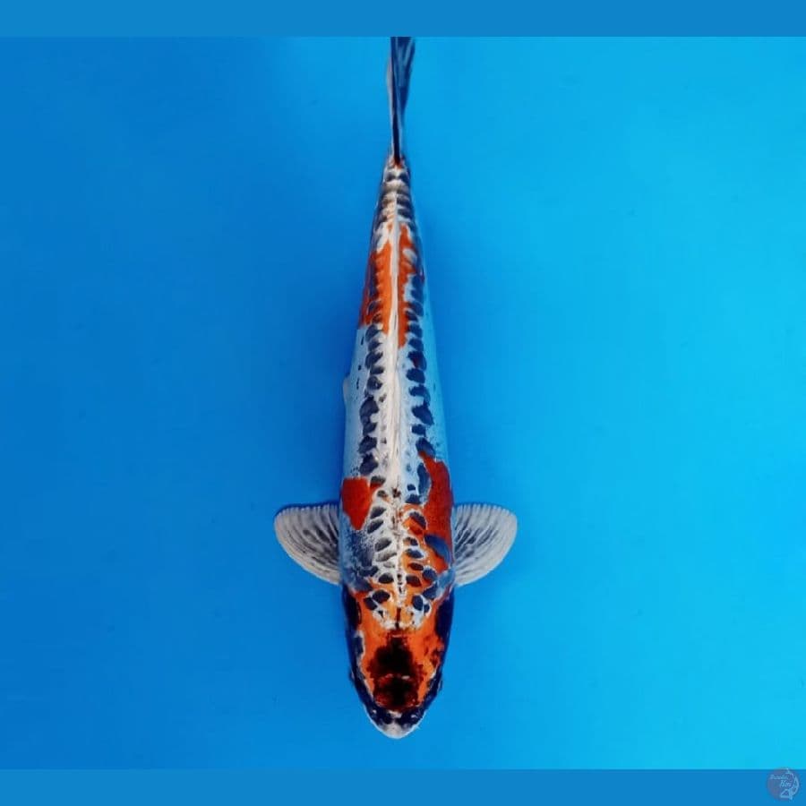 8.KIKOKURYU 31 CM / ML