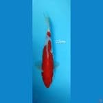 Kohaku - 27cm