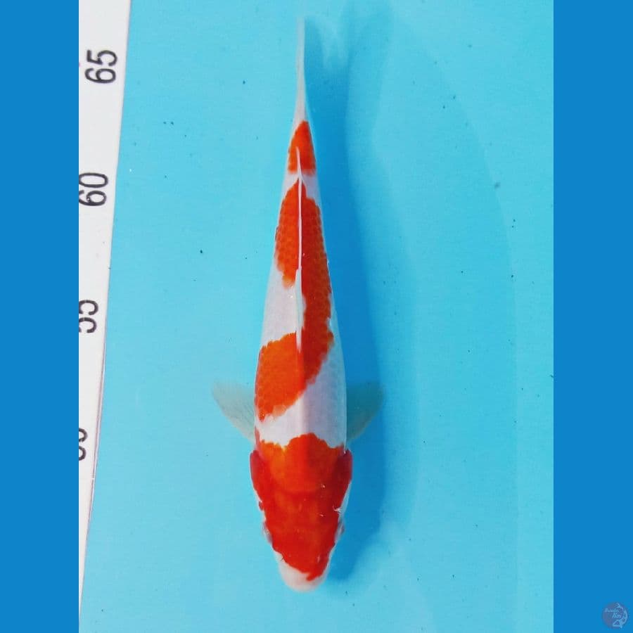 kohaku 22cm