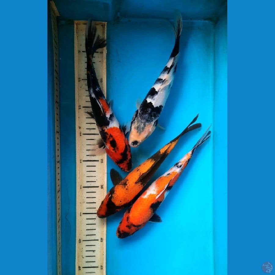 Mix Koi 25-26cm