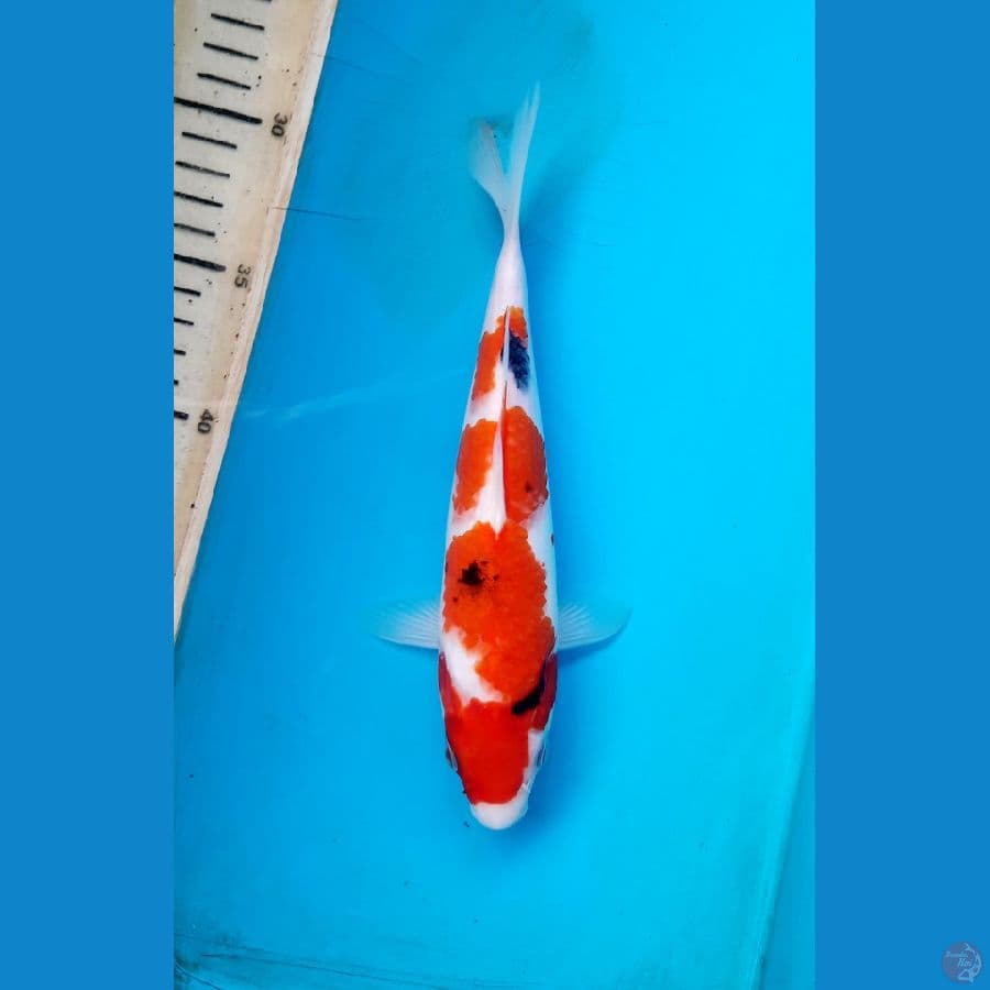 Sanke 22cm