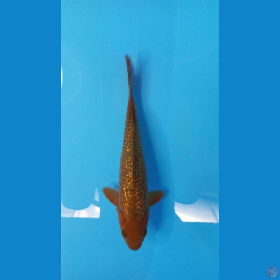 cagoi 26 cm 