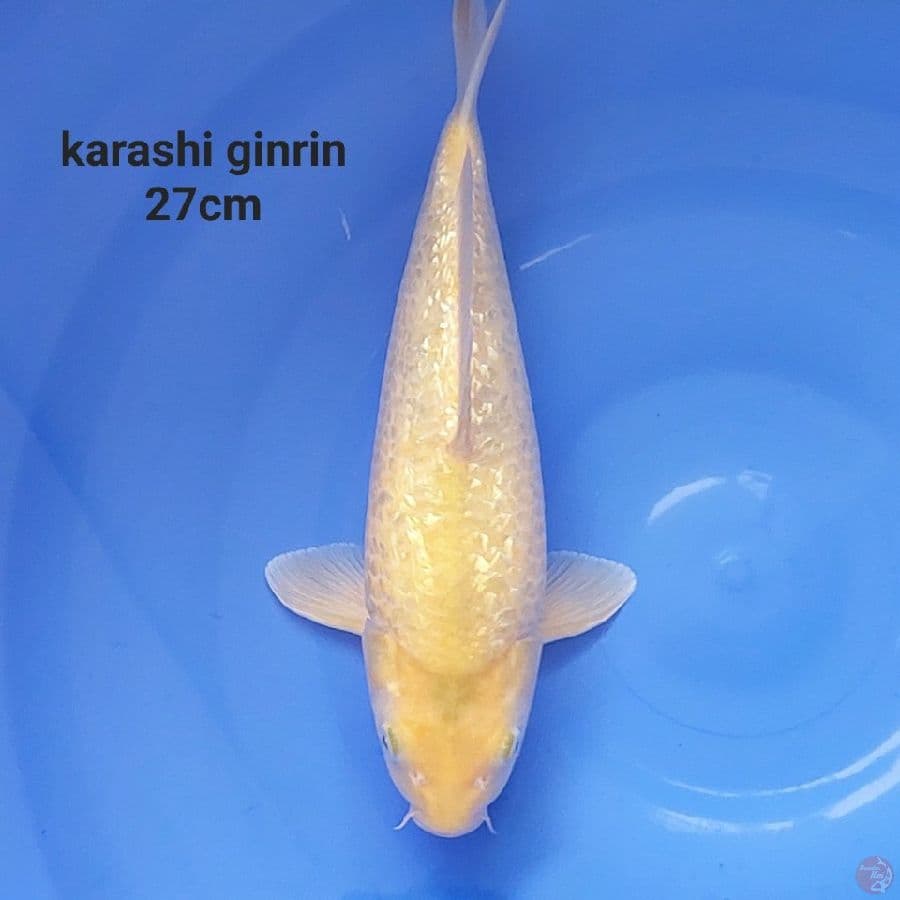 SUPER KARASHI GINRIN