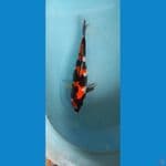 blackjet showa 45cm