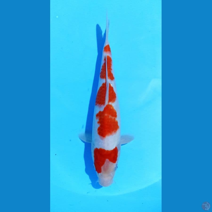 kohaku 26cm
