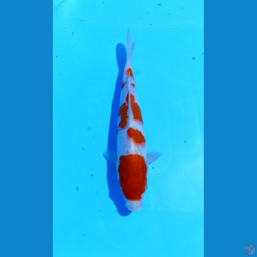 kohaku 30cm