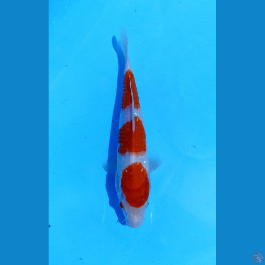 kohaku 22cm
