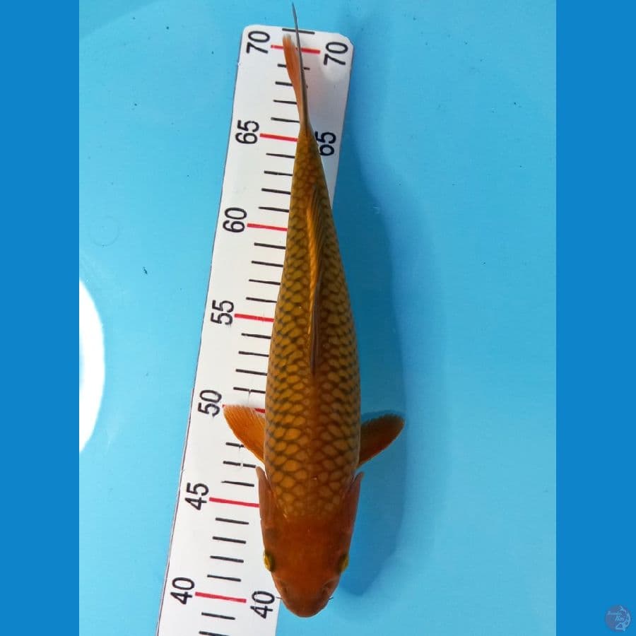 chagoi 31cm