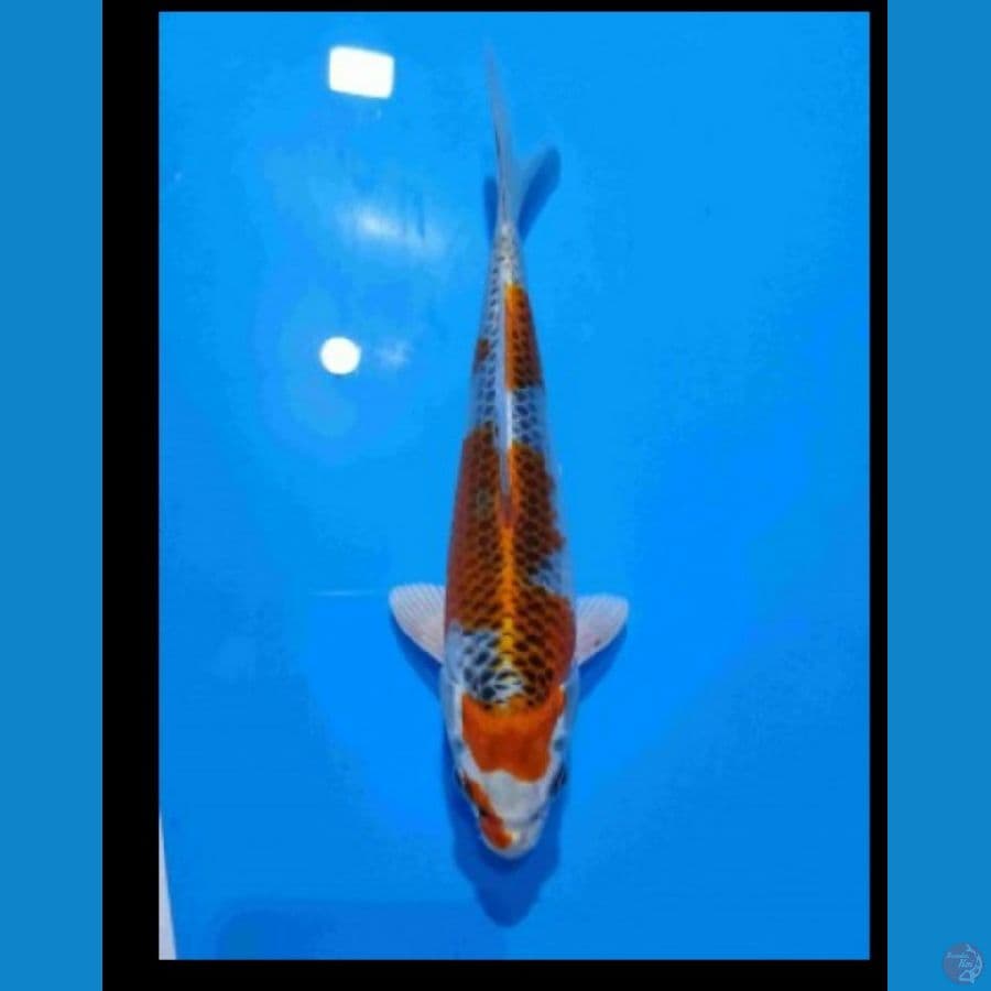 Kujaku 23cm  SQ Juara 1