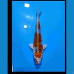 Kujaku 23cm  SQ Juara 1