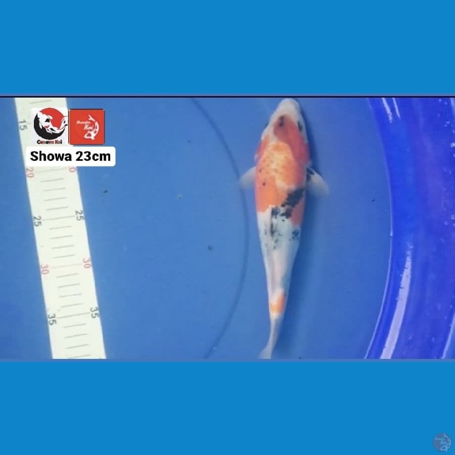 SHOWA 23CM --- CANAYA KOI FARM