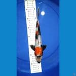 showa ginrin 31cm male
