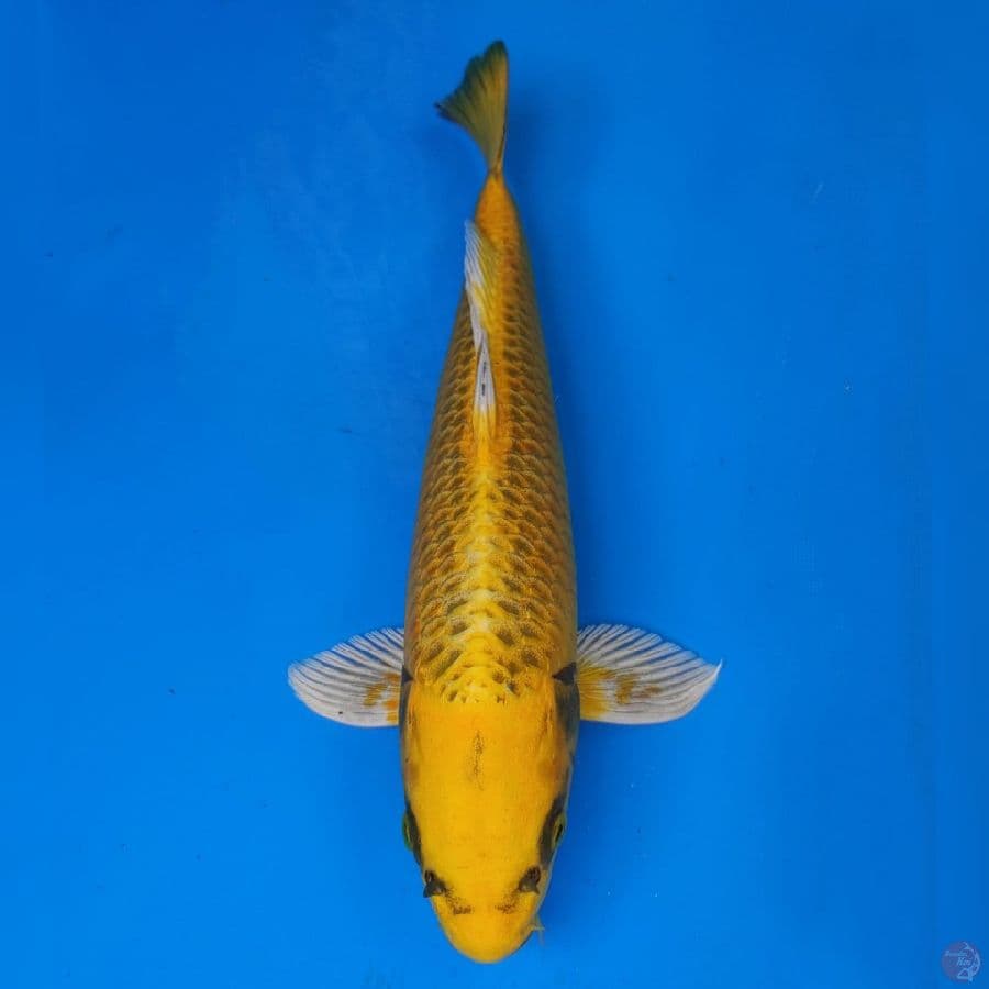 Ogata Kin kimatsuba